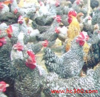 黑土鸡 健康家禽的绿色选择