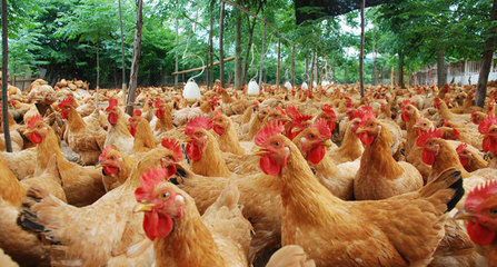 保障市场供应与家禽产业稳定发展