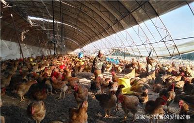 2018年养殖业商机解析 家禽养殖最赚钱与销路最佳的项目