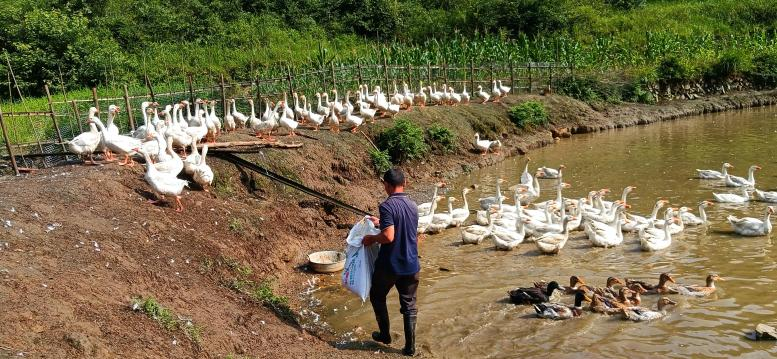 绥宁养殖户张人方 大山深处开辟多元致富路