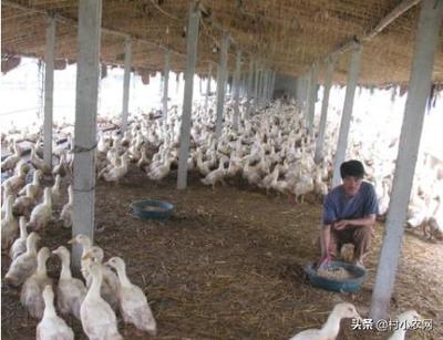 家禽养殖 一条稳健可靠的养殖致富之路