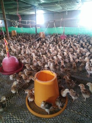 养鸡秘籍（一） 家禽养殖入门不可错过的要点