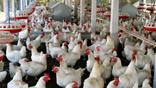 家禽养殖管理丨免疫力低下的根源探究与典型症状识别