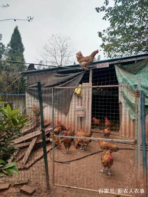 农家院里的六畜兴旺 这些常见家禽你都认识吗？