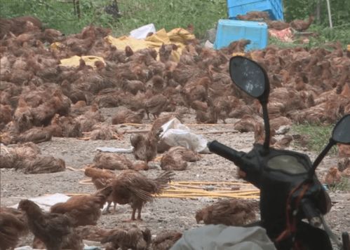 鸡场悲剧 员工触电身亡与高温下的两万只鸡