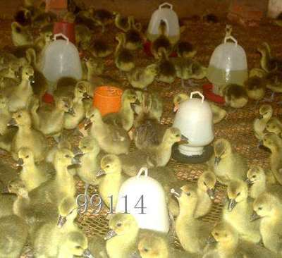 狼头鹅饲养技术要点