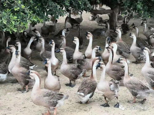 雷州揖花村 养鹅能手引领脱贫路，家禽养殖铺就致富桥