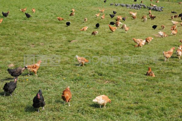 布鲁埃恩维辛 法国乡村的家禽养殖艺术与生态平衡