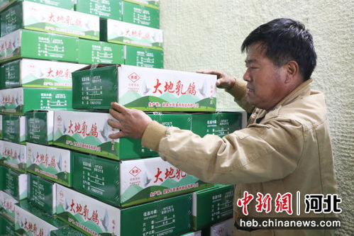 石家庄赵县 肉鸽养殖唱响致富歌，家禽产业谱新篇