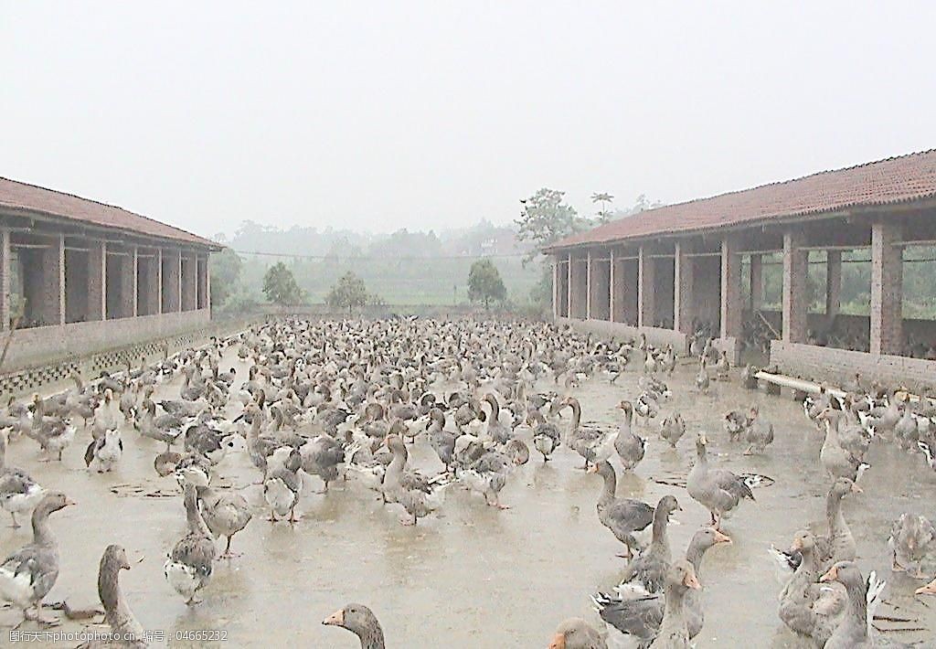 鹅养殖基地的现代化管理 绿色家禽养殖的新典范