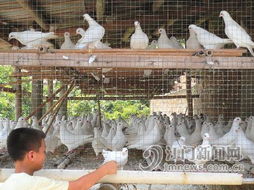 新会区畜牧业十年首遇“寒冬” 生猪与家禽饲养量双降，折射转型阵痛