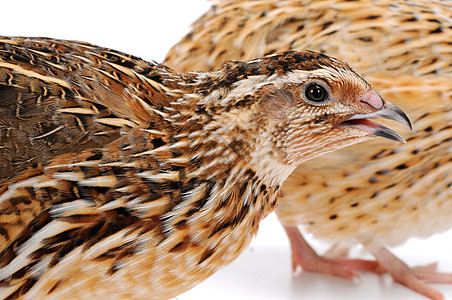 家禽中的珍馐 烤鹌鹑的历史与文化背景