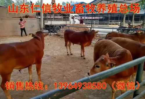 荥阳放养黄牛与家禽养殖 绿色生态农业的新典范