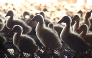 肉鸭养殖全程四大关键点，助您提升家禽养殖效益