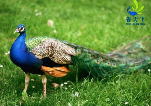 雀天下蓝孔雀的养殖前景与家禽养殖价值
