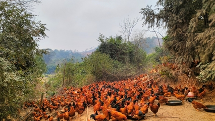 百合镇人大“筑巢”引凤，庙庄松林走地鸡“腾飞”促振兴