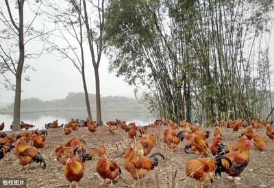 养什么样的家禽致富快？探析养殖业的新机遇