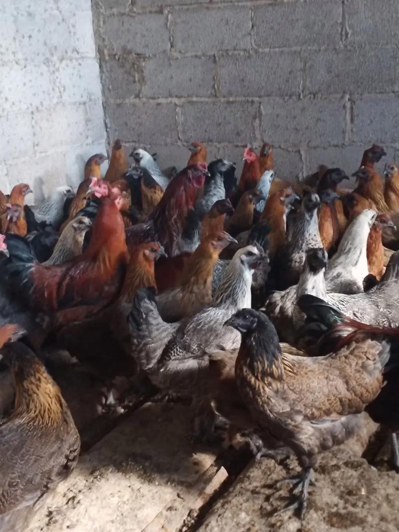 707金涛生态养殖农场便民服务点 活禽现宰与家禽养殖一站式体验