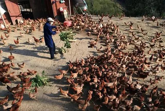 家禽养殖新机 散养生猪与家禽产业复苏的前景分析