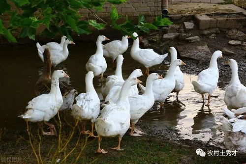 同为家禽的鹅，吃草也能长大，为何在农村很少人养殖？