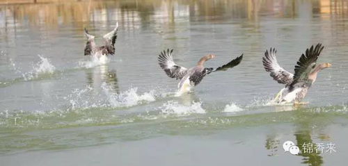 梦想桃源 我的农庄家禽养殖记